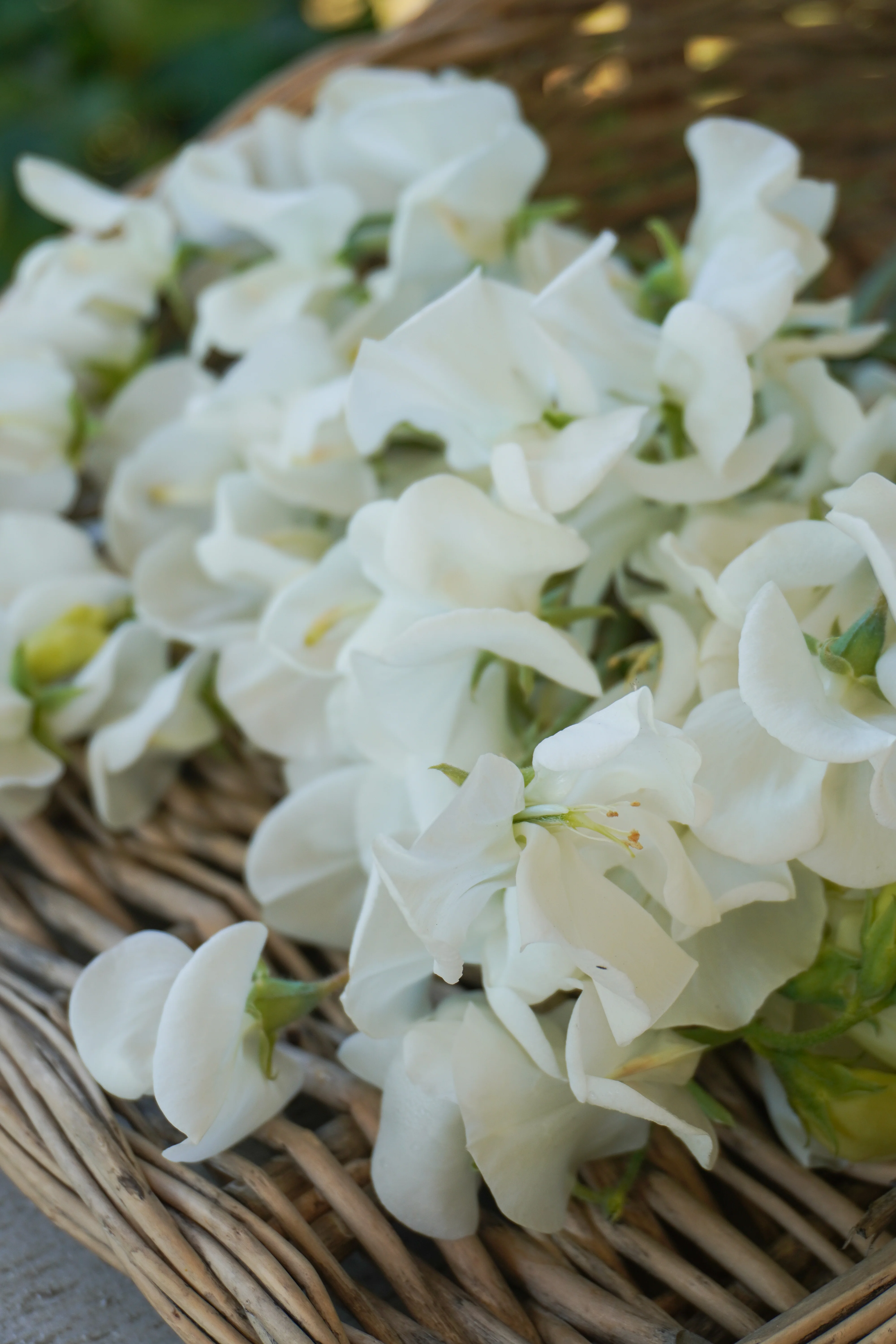 Thanksgiving Week Sale